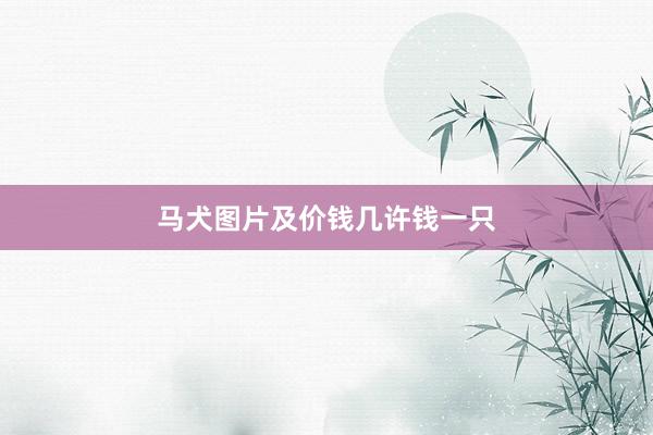 马犬图片及价钱几许钱一只