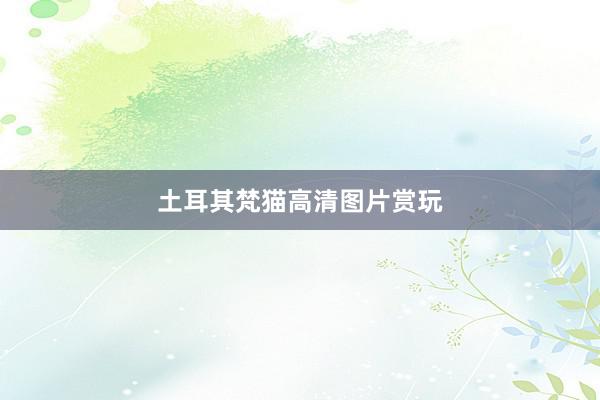 土耳其梵猫高清图片赏玩