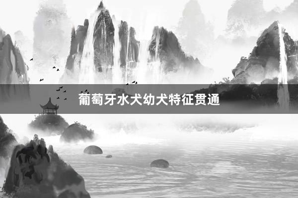 葡萄牙水犬幼犬特征贯通